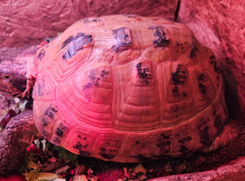 Tortoise