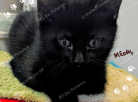 3x kitten's inc Dewormed & Deflead & microchipped
