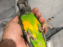 Friendly Super Tame Cuddly Loving Senegal Parrot,18