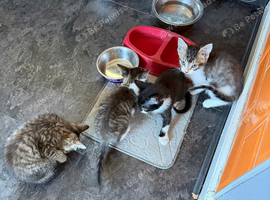 Kittens