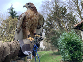 Redtail hawks
