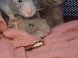 3 female rats