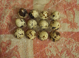 Quail eggs Coturnix or Button