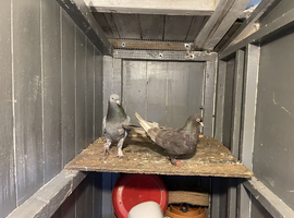 I have one pair Turkish. Pigeons