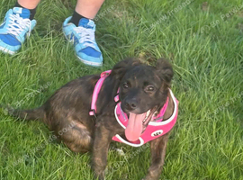 Staffy x collie