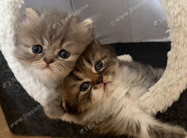 Beautiful Persian Kittens Looking for Loving Homes