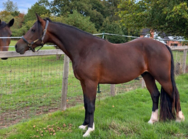 Quality Welsh D Gelding 3yr old