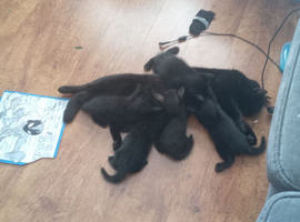 Looking for their forever homes