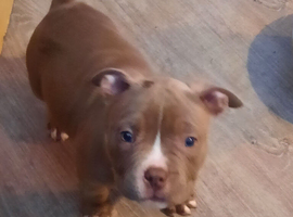 ABKC registered pocket bullies