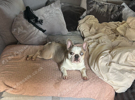 Loving home required for beautiful frenchie