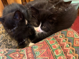 3 kittens available