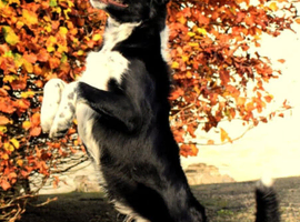 Border collie youngster