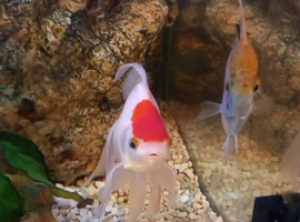Fantail goldfish