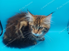 Maine coon kitten