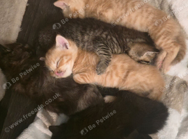 6 sweet kittens looking for new home