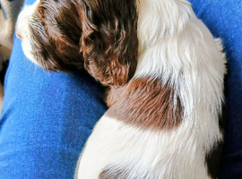 4 x Springer spaniel liver & white male puppies