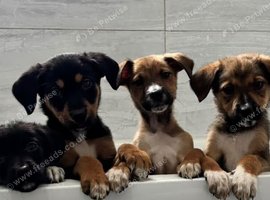 Stunning Rottweiler x Puppies