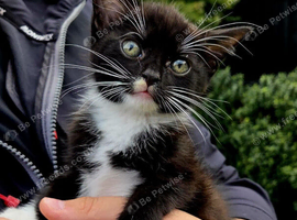 Kitten