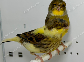 Beautiful pair of gloster canaries for sale