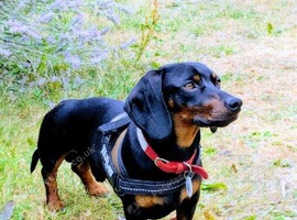 Beautiful male Dachshund