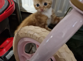 9 kitten girls and boys different colours