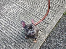 Frenchie