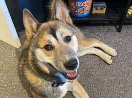 9months old beautifull boy American Akita
