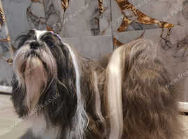 Pure breed SHIH TZU