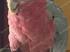 Tame galah cockatoo