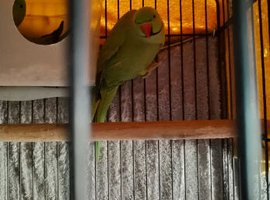 Green ring nack pair
