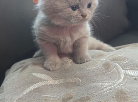 **ONLY FOR TODAY &pound;320 PURE BREED BSH KITTENS