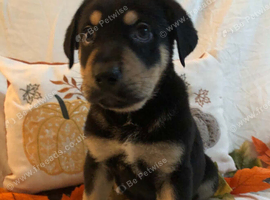Rotticorso cross malamute