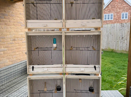 Bird carry cages
