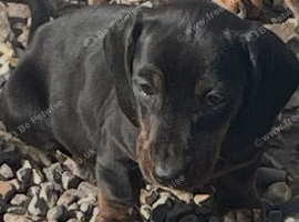 Girl Dachshund black and tan