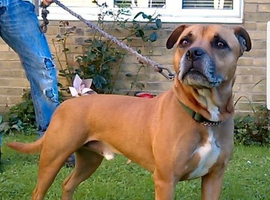 WANTED STAFFORDSHIRE BULL TERRIER