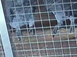 Pair of african greys
