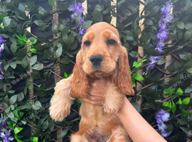 Golden Show Cocker Spaniel Boy