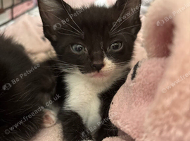 9 week old female kitten