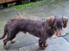 13 month old doxipoo