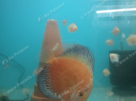 Homebred young Discus.