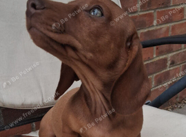 Mini Dachshund Puppy