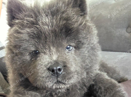 Ready to go Chow chow puppies
