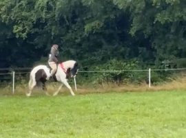 Samson 14hh cob x welsh for sale