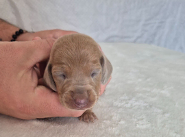 Gorgeous Daxies _ Miniature Dachshunds