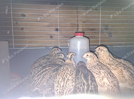 7 week old quail