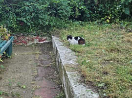 STILL DESPERATELY WANTED GRAZING