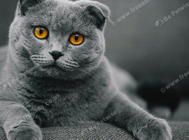 ENTIRE Blue Male Scottish Fold