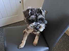 Miniature Schnauzer Bitch