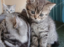 Bsh X Scotish straight kittens.