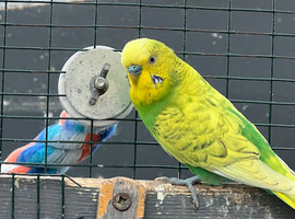 Budgies
